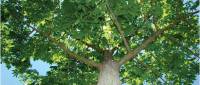 /album/cuidar-los-arboles-es-mi-compromiso-con-el-mundo/arbol-9-png/
